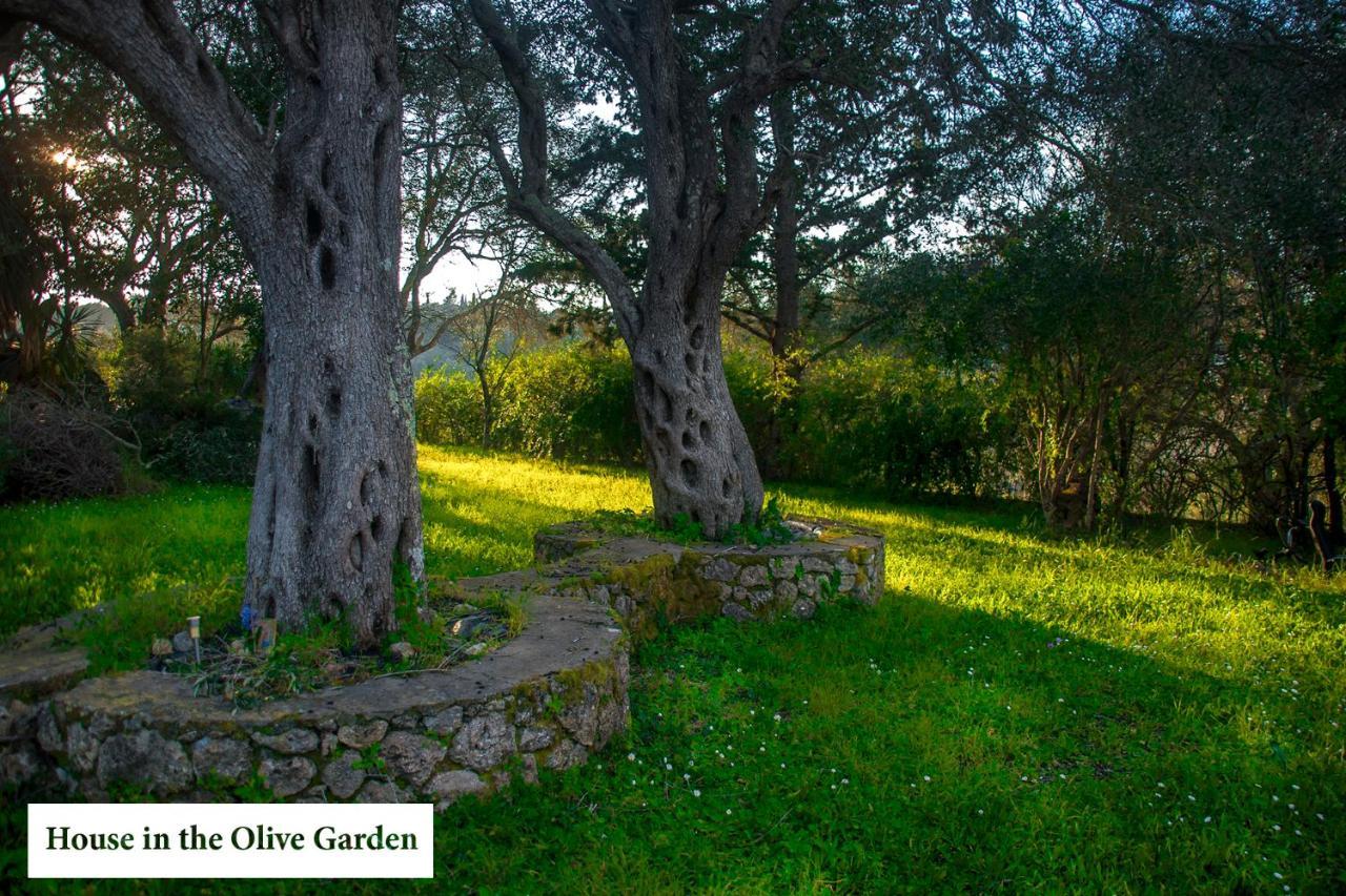 Apartamento House In The Olive Garden Ágios Ioánnis Exterior foto